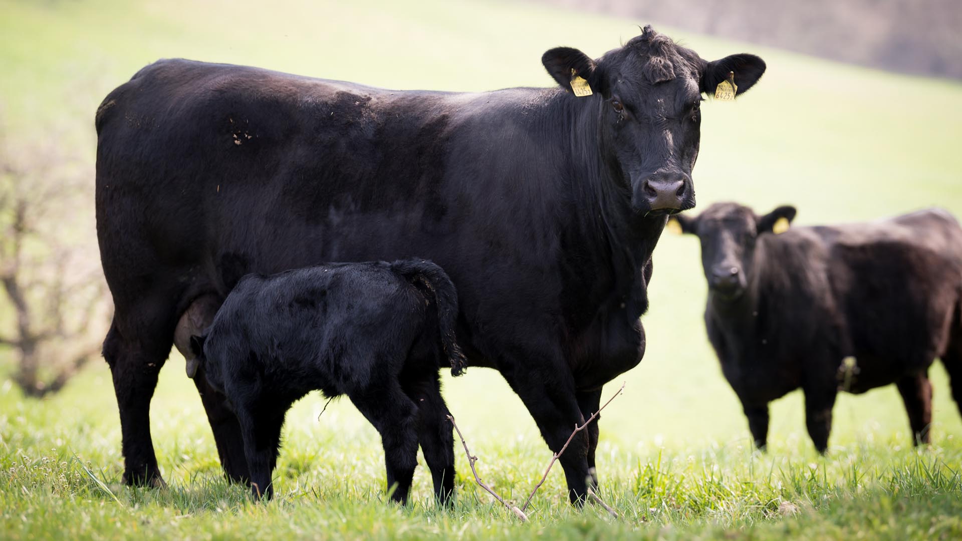 Natürliche Tierhaltung